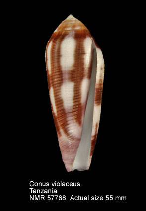 Conus violaceus.jpg - Conus violaceusGmelin,1791